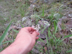 Allium canadense lavandulare