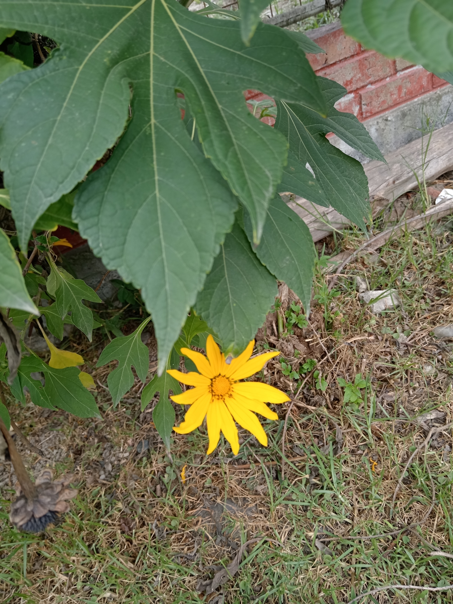 Tithonia diversifolia image