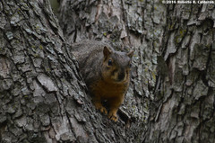 Sciurus niger