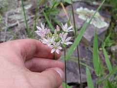 Allium canadense lavandulare