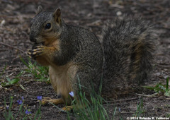 Sciurus niger