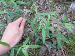 Orbexilum pedunculatum