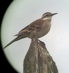 Long-Tailed Cinclodes photo 2