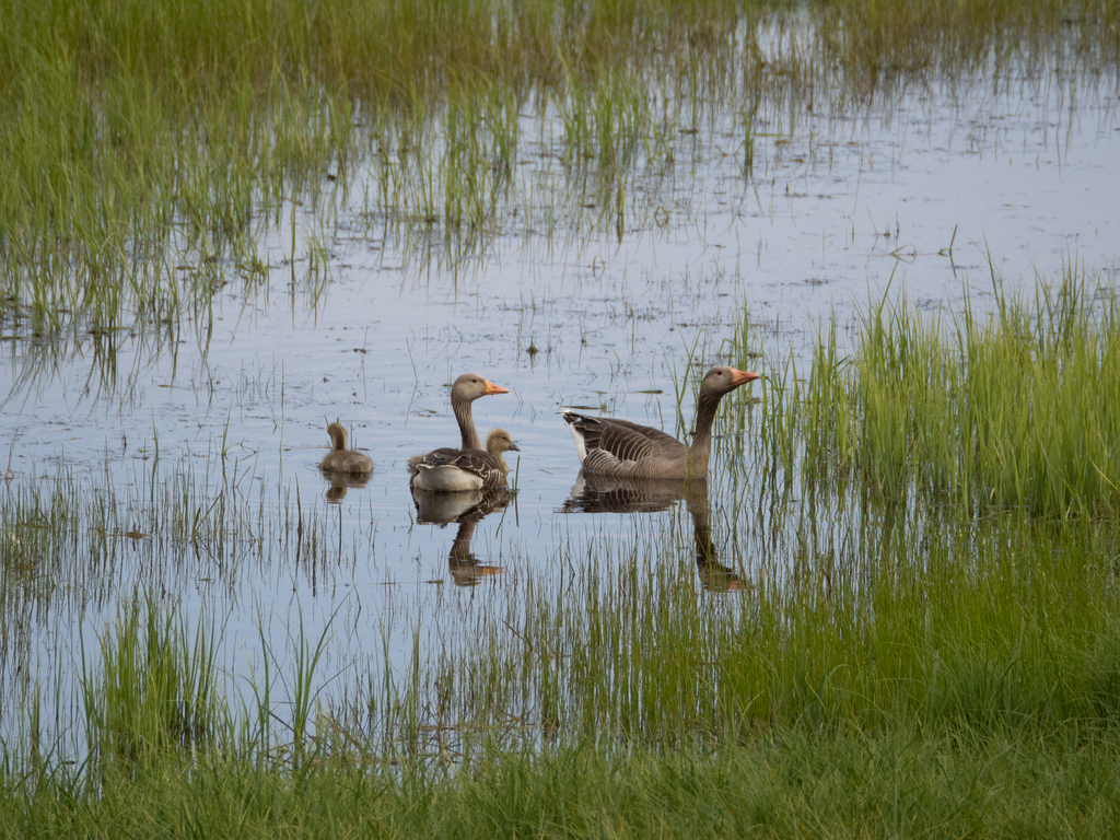 Greylag Goose from Säby on May 21, 2023 at 01:28 PM by marina sutormina ...