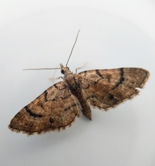 Eupithecia peckorum