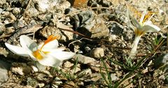 Crocus laevigatus