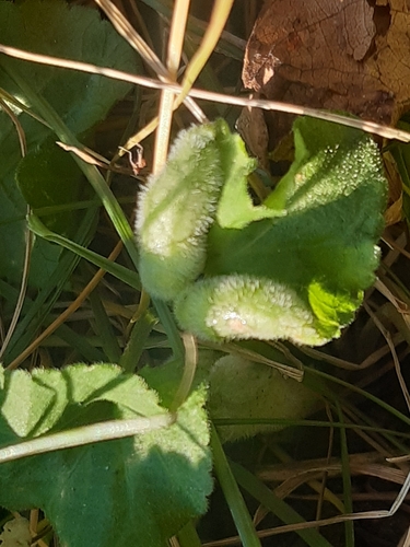 Dasineura violahirtae