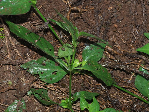 Dicliptera chinensis observed 2023-07-01