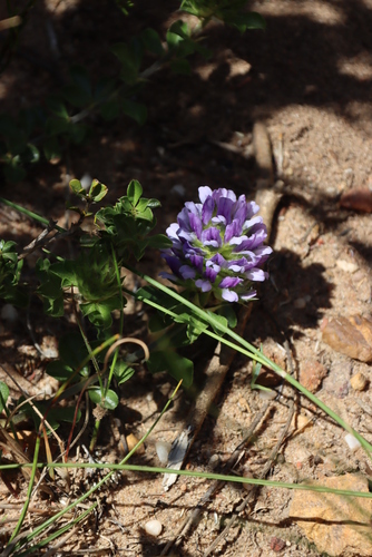 Image of Peninsula Dottypea (Psoralea fruticans) by (c) Tony Rebelo, some rights reserved (CC BY-SA)