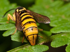 Paranthrene simulans