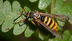 Paranthrene simulans