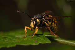 Paranthrene simulans