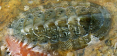 Rhyssoplax olivacea
