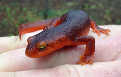 Taricha sierrae