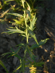 Artemisia lindleyana