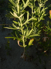 Artemisia lindleyana