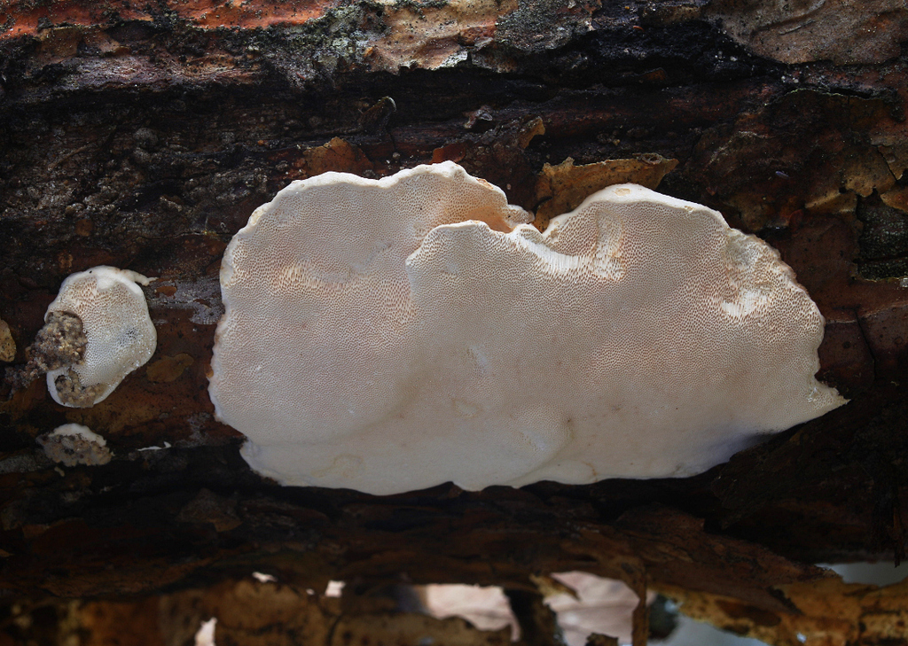 Dichomitus squalens