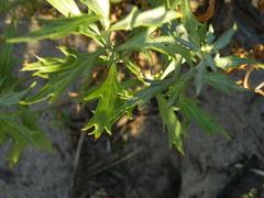 Artemisia lindleyana