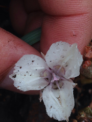 Calochortus minimus
