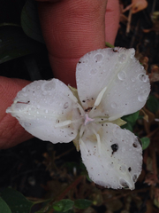 Calochortus minimus