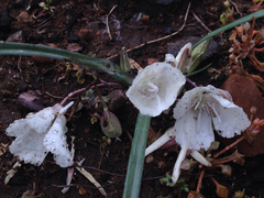 Calochortus minimus