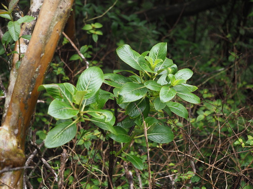 Image of Hydrangea arguta by (c) Kevin Faccenda, some rights reserved (CC BY)