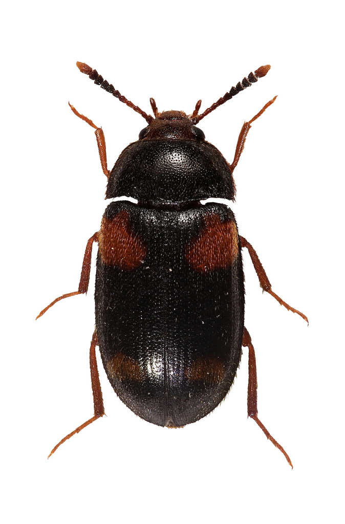 Mycetophagus quadripustulatus from Ückeritz, Deutschland on May 18