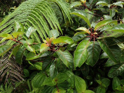 Olomea (Perrottetia sandwicensis)