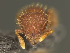Calyptomyrmex