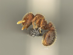 Calyptomyrmex