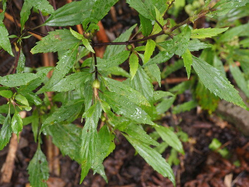 Mist Flower Gall Fly photo 4