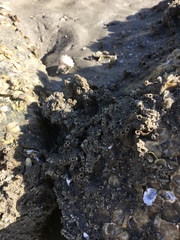 Phragmatopoma caudata