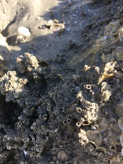 Phragmatopoma caudata