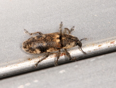Hypolixus mastersii