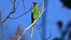 Barnardius zonarius semitorquatus