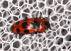 Episcaphula australis