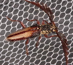 Piesarthrius marginellus