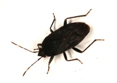 Neolethaeus