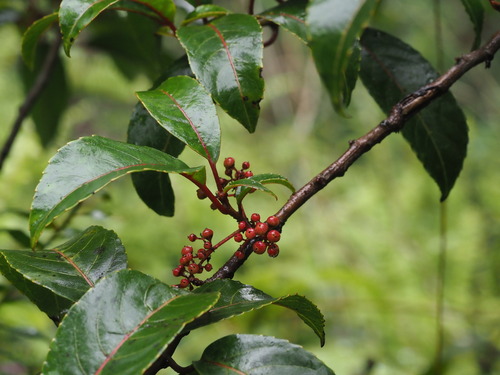 Olomea (Perrottetia sandwicensis)