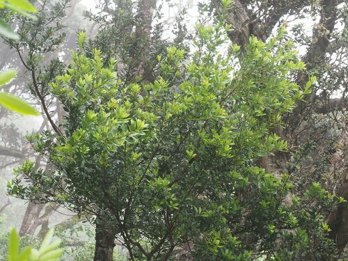 Morella faya observed 2023-07-01