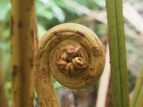 Chamisso's manfern (Cibotium chamissoi)