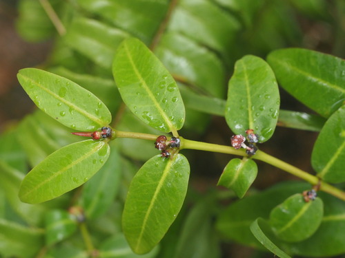 Euphorbia multiformis