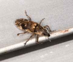 Hypolixus mastersii