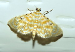 Notarcha aurolinealis