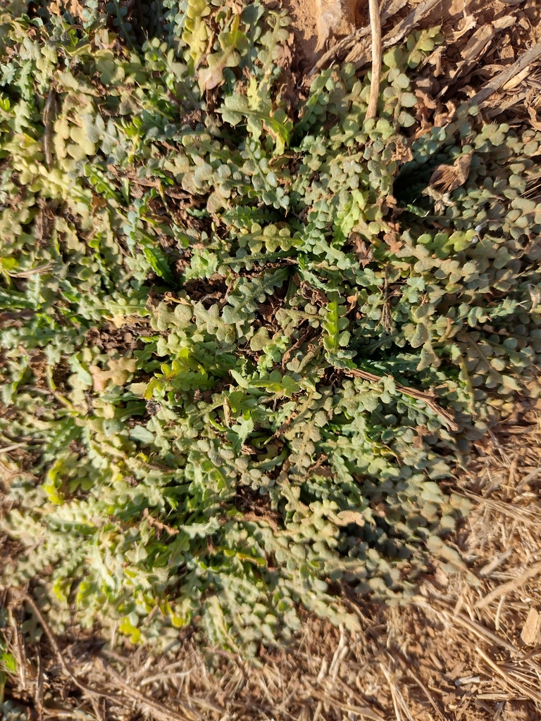 Limonium sinuatum, V89R+XJ, Peyia 8575, Cyprus