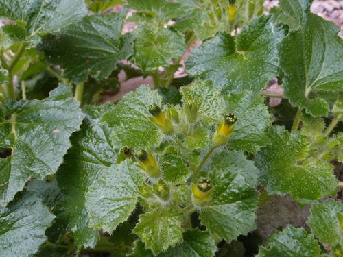 Rock nettle (Eucnide rupestris)