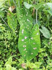 Caladium