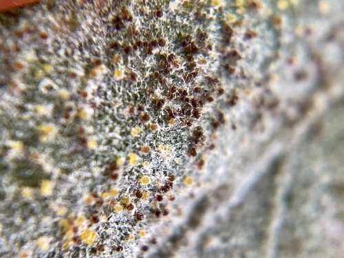 Golovinomyces artemisiae