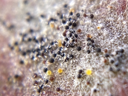 Erysiphe viburni
