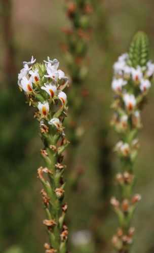 Image of Hebenstretia repens by (c) Tony Rebelo, some rights reserved (CC BY-SA)